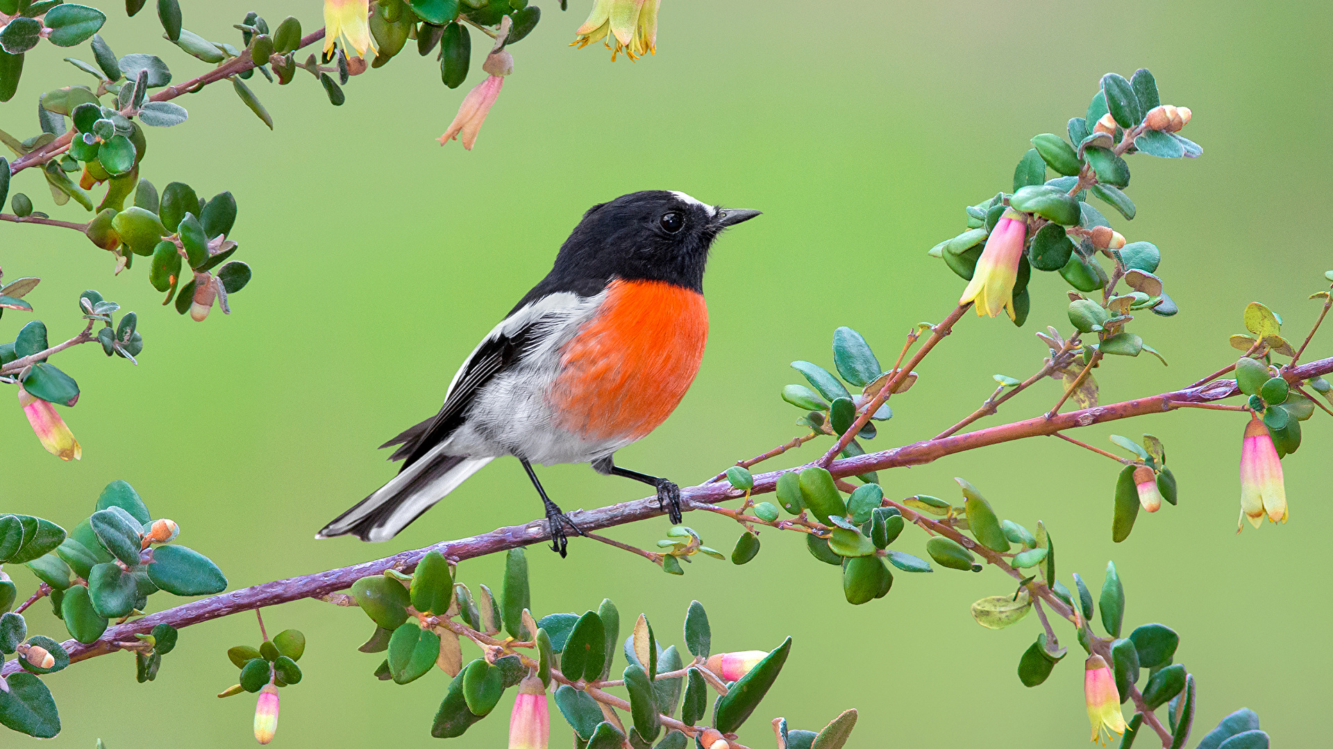 Accueil oiseaux